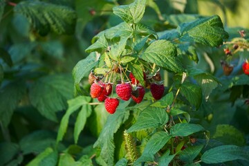 Maliny rosnące na krzewie. Ekologiczna uprawa malin na wsi. Soczyste maliny dojrzewają na krzewie.