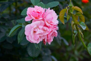 Zakwitnięte różowe róże © Adam