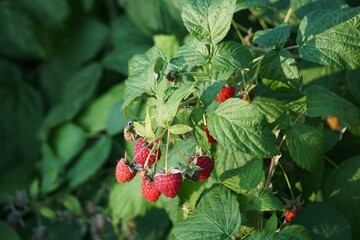 Maliny rosnące na krzewie. Ekologiczna uprawa malin na wsi. Soczyste maliny dojrzewają na krzewie. © Adam