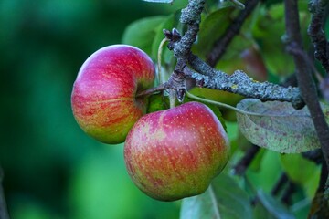 Red apples grow on a branch. Harvest of ripe apples
.

