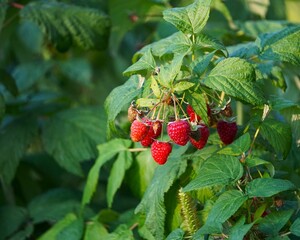Raspberries growing on a bush. Organic raspberry cultivation in the countryside. Juicy raspberries...