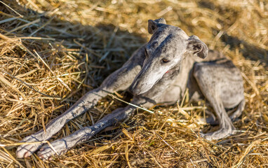 Stray Dog Resting in the Countryside Near Sevilla, Spain