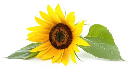 Obraz premium one single sunflower flower on white background