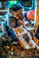 Monkey and Kitten Together in a Cage