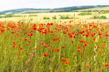 Red poppy field in summer sunshine