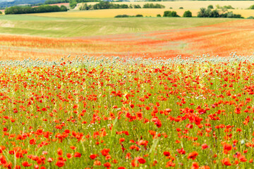 Red poppy field in summer sunshine