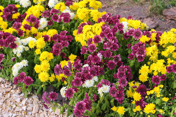Fresh bright blooming yellow and purple chrysanthemums bushes planted in line in autumn garden
