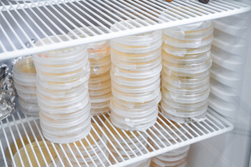 Petri dishes with agar media for the development of colonies of bacteria in an incubator in the...