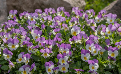 Hornveilchen (Viola cornuta)