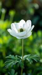 Obraz premium White anemone flower in green garden, plant closeup. Nature and springtime concept