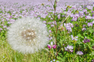 今にも種が飛んでいきそうなタンポポ