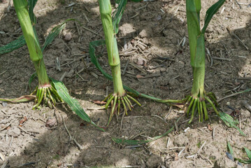 Brace roots Corn plants