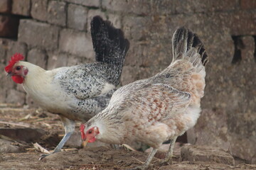 Rustic Backyard Chickens Foraging