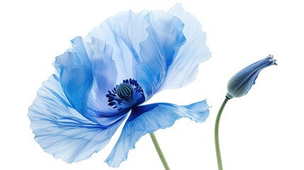one single blue poppy flower on white background