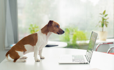 smart dog with laptop on table in office