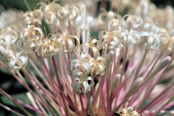 Blooming Bronze-leaved clerodendrum, or starburst bush (lat.- Clerodendrum quadriloculare) in the...