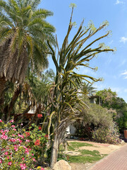 Blooming Madagascar ocotillo (lat.- Alluaudia procera) in the Ein Gedi Botanical Garden