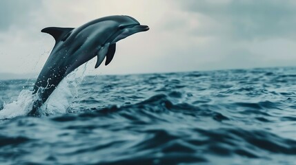 Fototapeta premium Wild dolphin jumping in the ocean : Generative AI