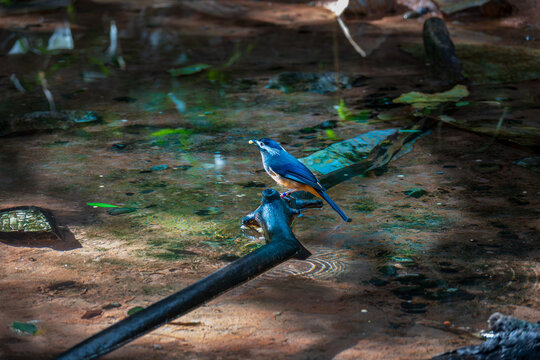 White eared sibia