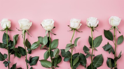 Fototapeta premium White roses on soft pink backdrop with empty space Overhead shot