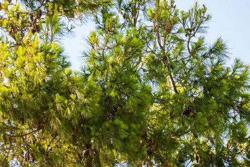 Close-up view of mountain pine tree branches against a blue sky background.