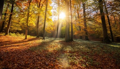 Fototapeta premium Sunlight streams through the trees in a vibrant autumn forest