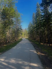 Obraz premium road in the forest