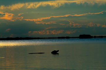 Caiman yacare en el atardecer de la laguna Bravo en Pampas del yacuma