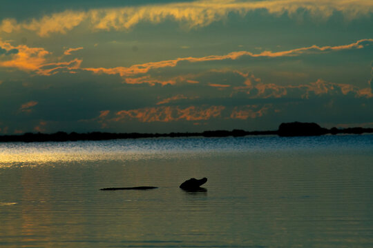Caiman yacare en el atardecer de la laguna Bravo en Pampas del yacuma