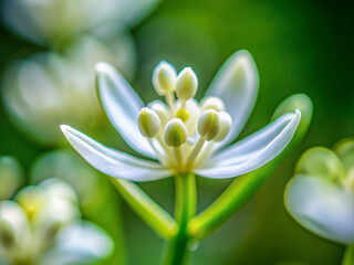 Fototapeta premium white lotus flower, spring, white, plant, flora, beauty, macro, garden, blossom, flowers, bloom, lily, beautiful, summer, yellow, petal, floral