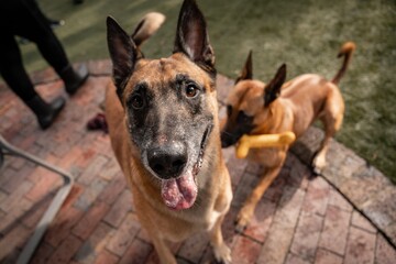 Overhead shot of two Belgian Malinois dogs playing on a brick patio with one looking at the camera