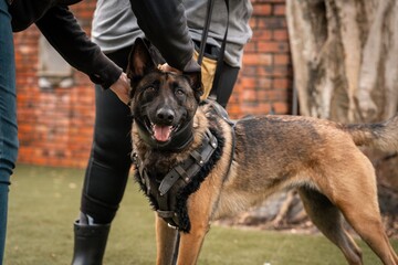 Belgian Malinois dog in a harness being held by two people outdoors near a brick wall