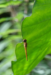 木陰で青い葉に止って休むトンボ