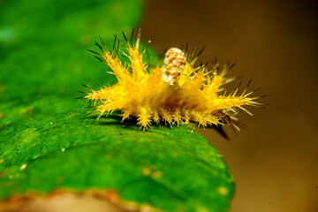 葉の上にいるイラガの幼虫
