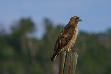 close up hawk perched  on a fence post with blue sky in the background, Steamboat colorado
