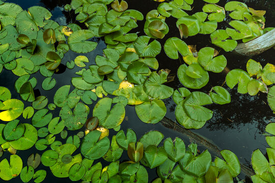 Pads in Pond