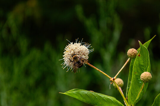 Bee on White Flower
