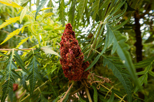 red flower