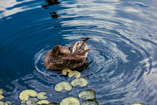 Duck in pond