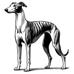 Hand drawn Cute Greyhound dog in full-body, vector sketch isolated on white background.	