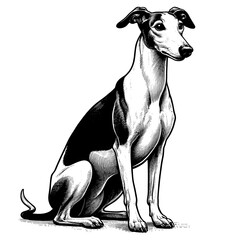 Hand drawn Cute Greyhound dog in full-body, vector sketch isolated on white background.	