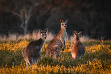 Red Kangaroo, Macropus rufus © Grace Fong
