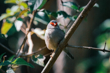 Red-browed Finch, Neochmia temporalis
