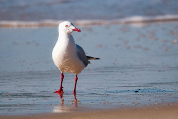 Silver Gull, Chroicocephalus novaehollandiae