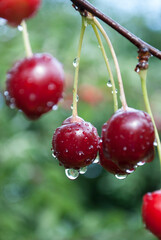 red cherries on a branch with raindrops
