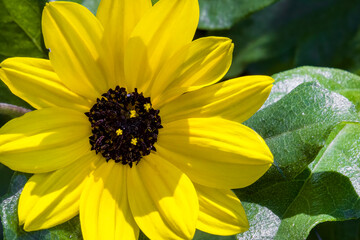 Closeup of bright yellow flower
