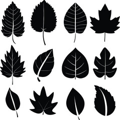 Fototapeta premium Leaf silhouette black and white vector 