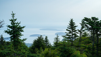 Cadillac Mountain Scenic Evergreen Trees with Ocean View with Copy-Space