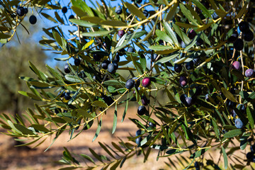 Olive tree branches on sky background