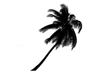 Coconut trees blowing   in the sea ,  coconut tree silhouette on white background,   beach coconut tree in the summer,